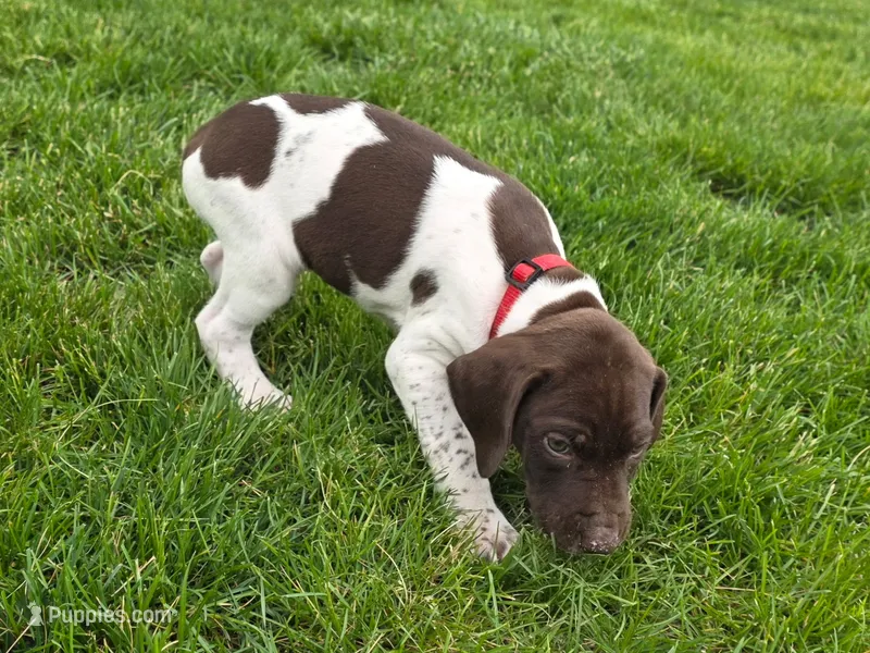 Reba – German Shorthaired Pointer puppy for sale in Maynard, IA
