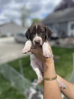 Riggs, a male German Shorthaired Pointer for sale in Maynard, IA – 1 of 4