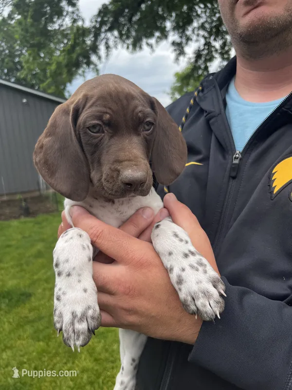 Oakley – German Shorthaired Pointer puppy for sale in Maynard, IA