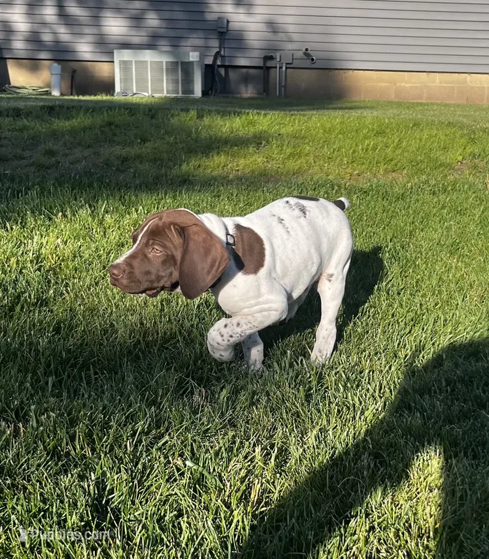 David – German Shorthaired Pointer puppy for sale in Maynard, IA