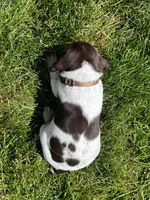 Ruger, a male German Shorthaired Pointer for sale in Maynard, IA – 4 of 5