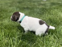 Riggs, a male German Shorthaired Pointer for sale in Maynard, IA – 2 of 4