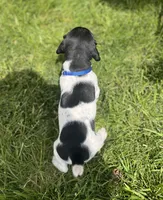 Benny, a male German Shorthaired Pointer for sale in Maynard, IA – 4 of 4