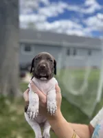 Goldie, a female German Shorthaired Pointer for sale in Maynard, IA – 2 of 4