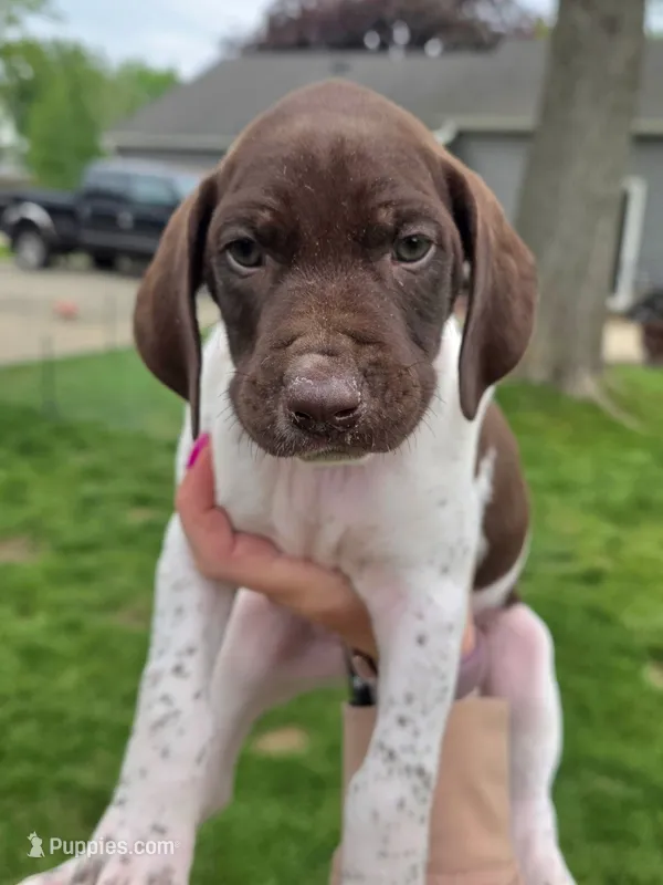 Reba – German Shorthaired Pointer puppy for sale in Maynard, IA