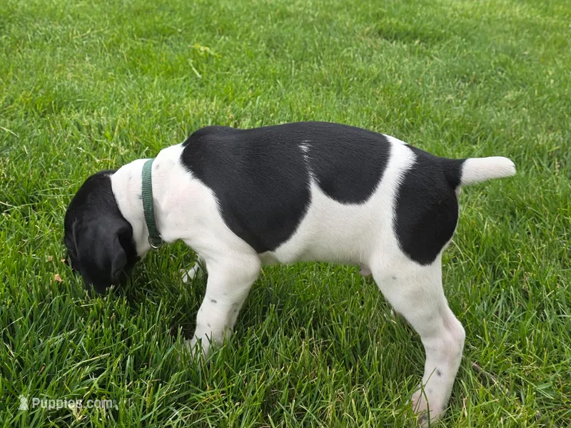 Watson – German Shorthaired Pointer puppy for sale in Maynard, IA