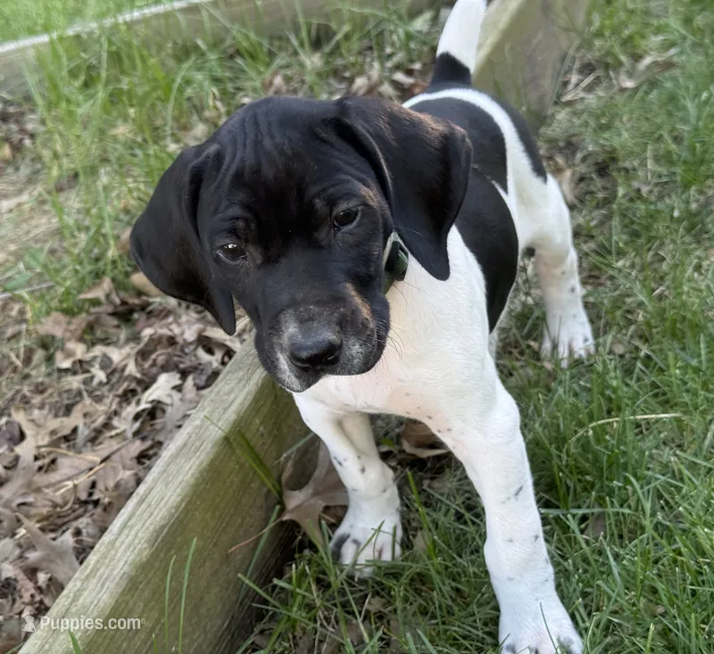 Watson – German Shorthaired Pointer puppy for sale in Maynard, IA
