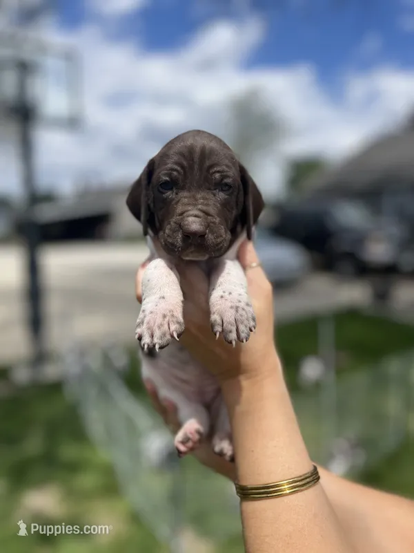 Reba – German Shorthaired Pointer puppy for sale in Maynard, IA