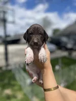Reba, a female German Shorthaired Pointer for sale in Maynard, IA – 1 of 4