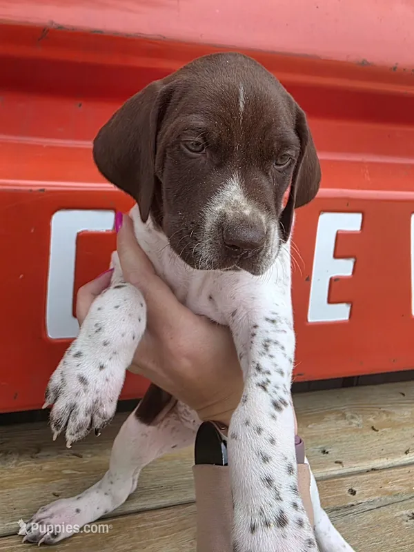 Buck – German Shorthaired Pointer puppy for sale in Maynard, IA