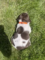 Buck, a male German Shorthaired Pointer for sale in Maynard, IA – 4 of 4
