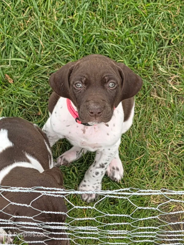 Oakley – German Shorthaired Pointer puppy for sale in Maynard, IA