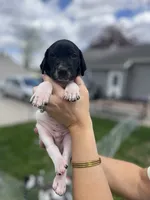 Watson, a male German Shorthaired Pointer for sale in Maynard, IA – 3 of 4