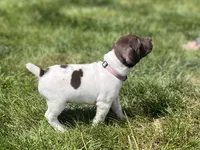 Poppy, a female German Shorthaired Pointer for sale in Maynard, IA – 2 of 4