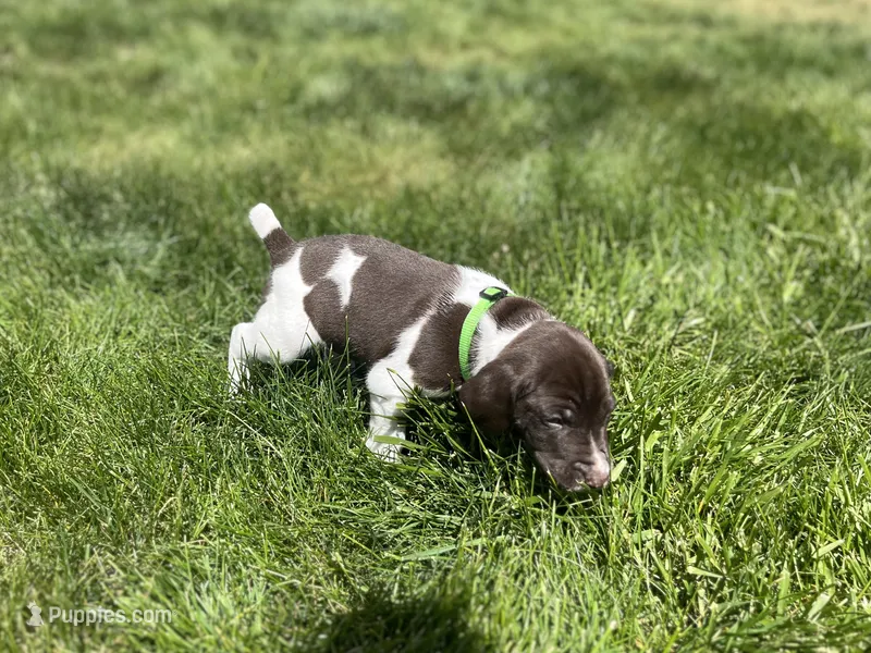 Rico – German Shorthaired Pointer puppy for sale in Maynard, IA