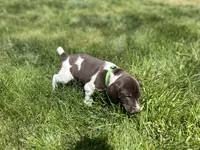 Rico, a male German Shorthaired Pointer for sale in Maynard, IA – 1 of 4