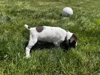 David, a male German Shorthaired Pointer for sale in Maynard, IA – 3 of 4