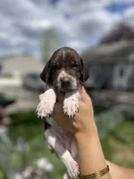 Buck, a male German Shorthaired Pointer for sale in Maynard, IA – 2 of 4