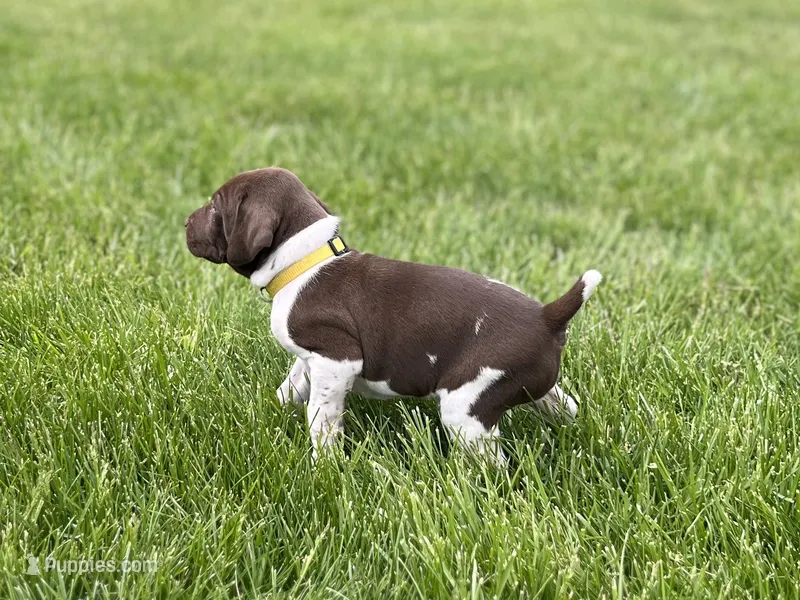 Goldie – German Shorthaired Pointer puppy for sale in Maynard, IA
