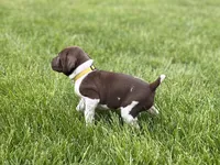 Goldie, a female German Shorthaired Pointer for sale in Maynard, IA – 1 of 4