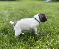 Riggs, a male German Shorthaired Pointer for sale in Maynard, IA – 3 of 4
