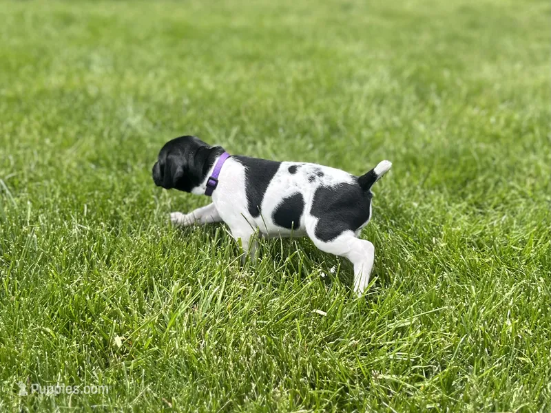 Luna – German Shorthaired Pointer puppy on hold in Maynard, IA