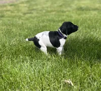 Luna, a female German Shorthaired Pointer for sale in Maynard, IA – 3 of 4