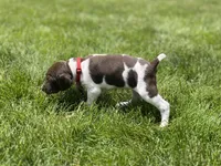 Reba, a female German Shorthaired Pointer for sale in Maynard, IA – 2 of 4