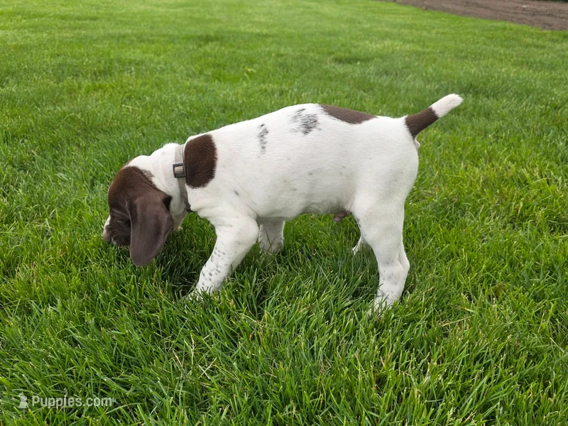 David – German Shorthaired Pointer puppy for sale in Maynard, IA