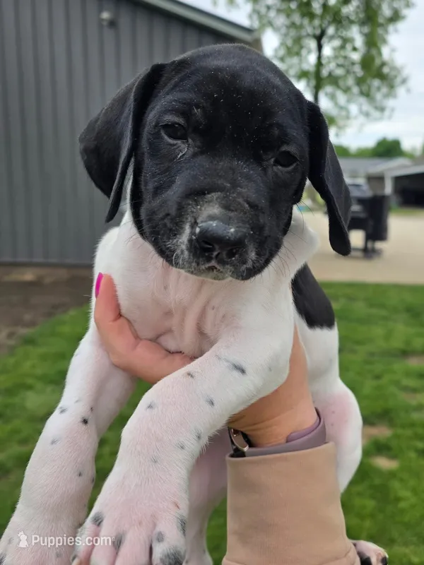 Watson – German Shorthaired Pointer puppy for sale in Maynard, IA