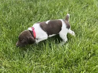 Oakley, a female German Shorthaired Pointer for sale in Maynard, IA – 1 of 4