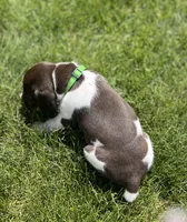 Rico, a male German Shorthaired Pointer for sale in Maynard, IA – 3 of 4