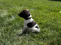 Ruger, a male German Shorthaired Pointer for sale in Maynard, IA – 5 of 5