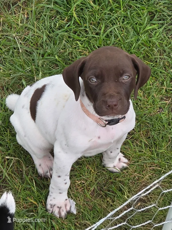 Poppy – German Shorthaired Pointer puppy for sale in Maynard, IA