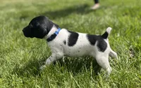 Benny, a male German Shorthaired Pointer for sale in Maynard, IA – 3 of 4