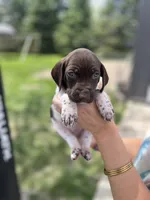 Oakley, a female German Shorthaired Pointer for sale in Maynard, IA – 3 of 4