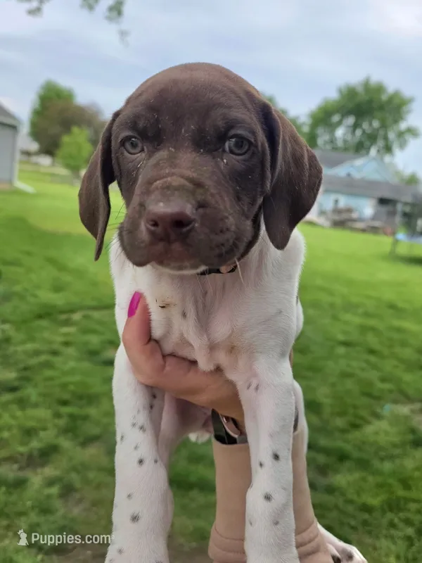 Poppy – German Shorthaired Pointer puppy for sale in Maynard, IA