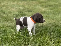 Buck, a male German Shorthaired Pointer for sale in Maynard, IA – 3 of 4