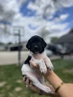 Luna, a female German Shorthaired Pointer for sale in Maynard, IA – 2 of 4