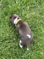 Goldie, a female German Shorthaired Pointer for sale in Maynard, IA – 4 of 4