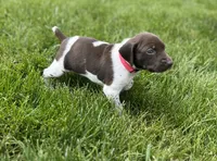Oakley, a female German Shorthaired Pointer for sale in Maynard, IA – 2 of 4
