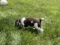 Rico, a male German Shorthaired Pointer for sale in Maynard, IA – 4 of 4