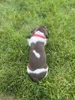 Oakley, a female German Shorthaired Pointer for sale in Maynard, IA – 4 of 4