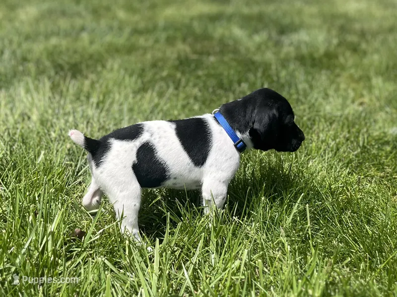 Benny – German Shorthaired Pointer puppy for sale in Maynard, IA
