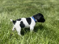 Benny, a male German Shorthaired Pointer for sale in Maynard, IA – 1 of 4