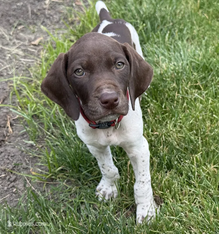 Reba – German Shorthaired Pointer puppy for sale in Maynard, IA