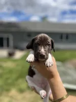 Rico, a male German Shorthaired Pointer for sale in Maynard, IA – 2 of 4