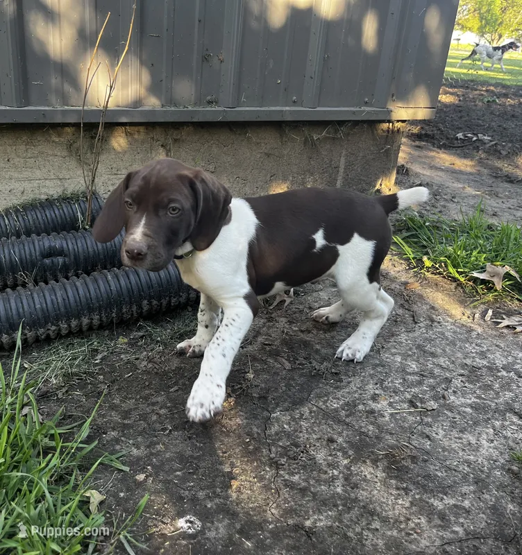 Rico – German Shorthaired Pointer puppy for sale in Maynard, IA