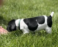 Watson, a male German Shorthaired Pointer for sale in Maynard, IA – 1 of 4