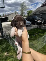 Ruger, a male German Shorthaired Pointer for sale in Maynard, IA – 3 of 5